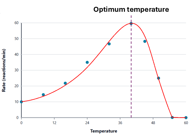 Graph of enzyme activity against temperature