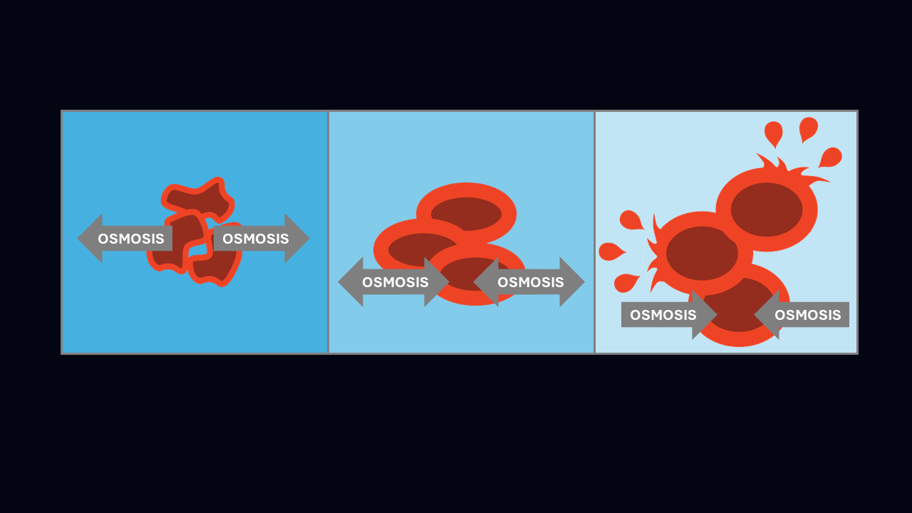 Animal cells in hypertonic vs hypotonic solutions