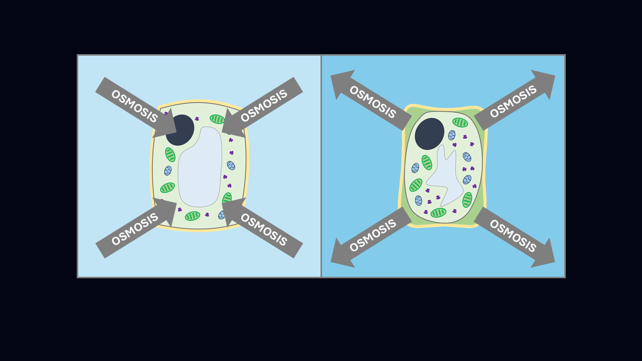 Plant cells in hypertonic vs hypotonic solutions